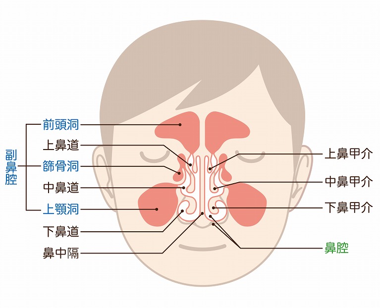 鼻の構造