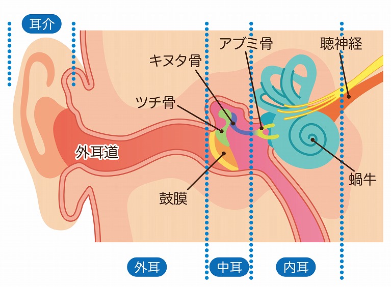 耳の構造